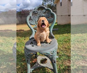 Golden Retriever Puppy for Sale in FRANKLIN, North Carolina USA