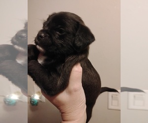 Poodle (Toy)-Pug Mix Puppy for sale in NEW WAVERLY, TX, USA