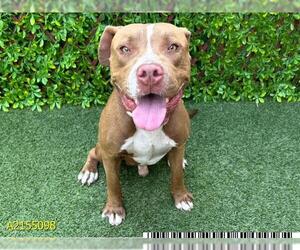 American Pit Bull Terrier Dogs for adoption in West Palm Beach, FL, USA