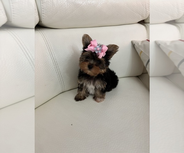 Medium Photo #1 Yorkshire Terrier Puppy For Sale in CLEWISTON, FL, USA