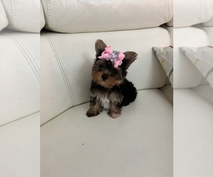 Yorkshire Terrier Puppy for sale in CLEWISTON, FL, USA
