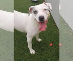 Small #18 Jack Russell Terrier Mix