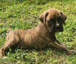 Puppy Dex Boxer