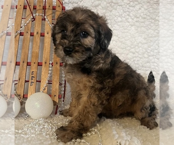 Medium Photo #12 Whoodle (Miniature) Puppy For Sale in RICHMOND, IL, USA