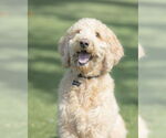 Small #4 Goldendoodle
