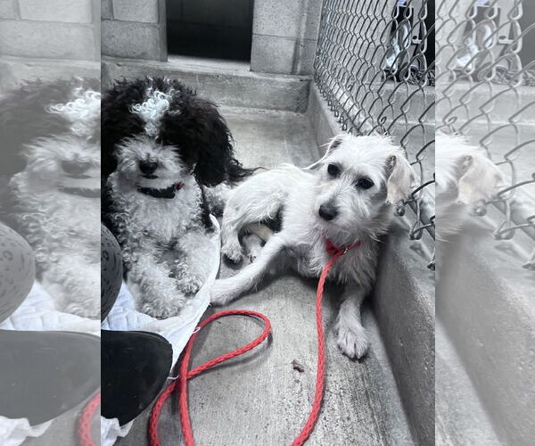 Medium Photo #10 Mutt Puppy For Sale in San Jose, CA, USA