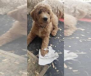 Goldendoodle Puppy for sale in AGOURA HILLS, CA, USA