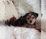 Small Photo #44 Shorkie Tzu Puppy For Sale in NEVADA, TX, USA