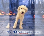 Small Photo #3 Goldendoodle Puppy For Sale in Valrico, FL, USA