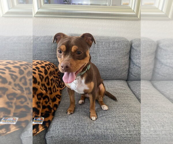 Medium Photo #14 American Staffordshire Terrier-Chihuahua Mix Puppy For Sale in Lake Forest, CA, USA