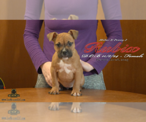 Medium American Bully