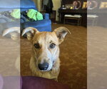 Small Photo #3 Mutt Puppy For Sale in Polson, MT, USA