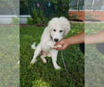Small #8 Great Pyrenees Mix