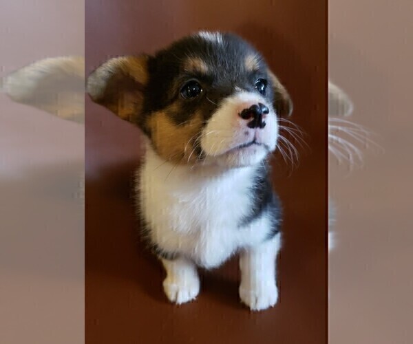 Medium Photo #7 Pembroke Welsh Corgi Puppy For Sale in KINGSVILLE, MO, USA