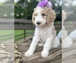 Small #4 Goldendoodle