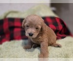 Small #16 Goldendoodle