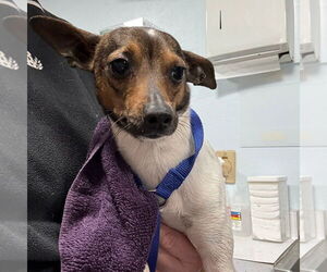 Rat Terrier-Unknown Mix Dogs for adoption in Chico, CA, USA