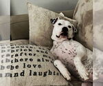 Small #20 American Bulldog