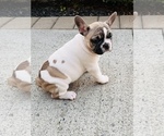 Small Photo #8 French Bulldog Puppy For Sale in FORDS, NJ, USA