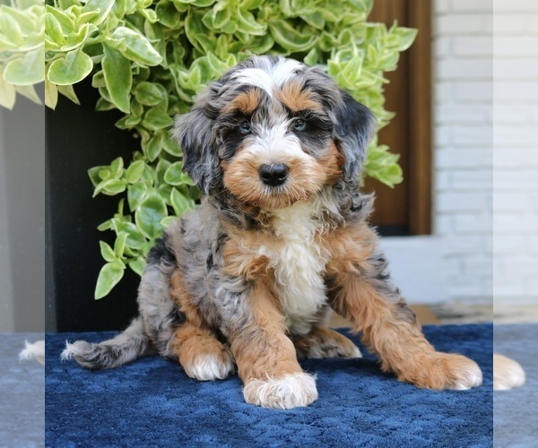 Medium Photo #4 Bernedoodle (Miniature) Puppy For Sale in NARVON, PA, USA