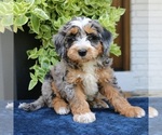 Small #3 Bernedoodle (Miniature)