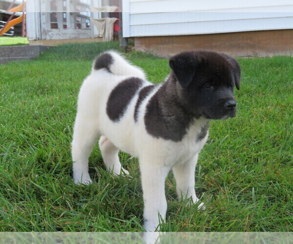Medium Photo #1 Akita Puppy For Sale in MOUNT SOLON, VA, USA