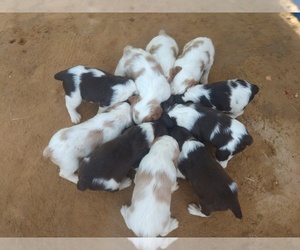 Brittany Puppy for Sale in FORT MC COY, Florida USA