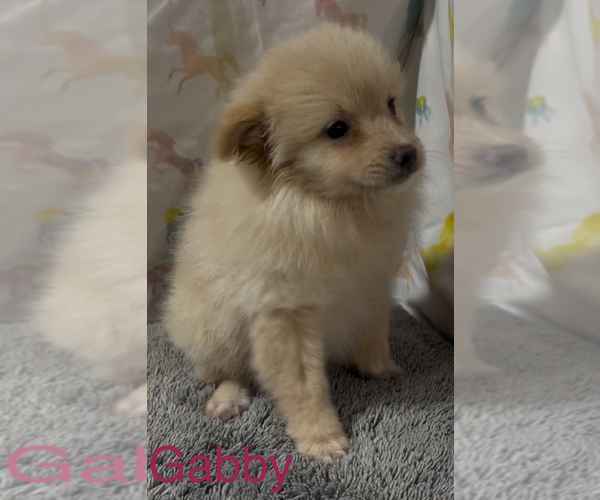 Medium Photo #3 Pomeranian Puppy For Sale in AZLE, TX, USA