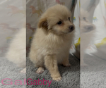 Small #2 Pomeranian