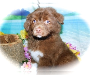 Australian Shepherd-Jack Russell Terrier Mix Puppy for sale in HAMMOND, IN, USA