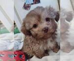 Small Photo #2 ShihPoo Puppy For Sale in SALUDA, SC, USA