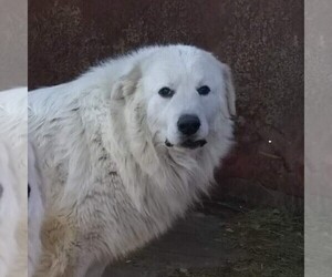 Father of the Great Pyrenees puppies born on 06/18/2021