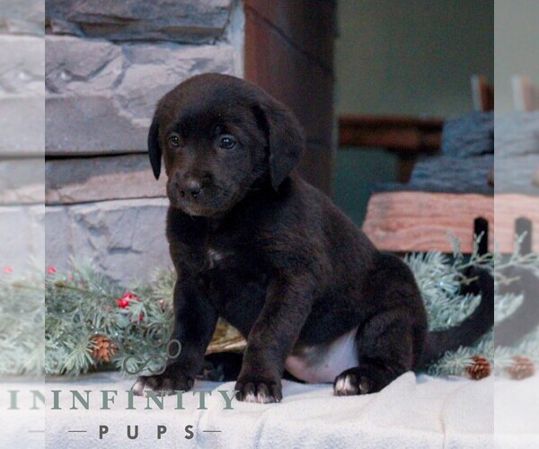 Medium Photo #3 Labrador Retriever-Miniature Bernedoodle Mix Puppy For Sale in LEBANON, PA, USA