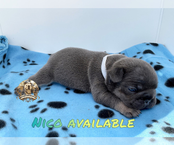 Full screen Photo #9 French Bulldog Puppy For Sale in LEHIGH ACRES, FL, USA