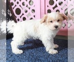 Small #3 Maltipoo