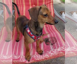 Dachshund-Unknown Mix Dogs for adoption in Gulfport, MI, USA
