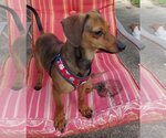 Small Photo #1 Dachshund-Unknown Mix Puppy For Sale in Gulfport, MI, USA