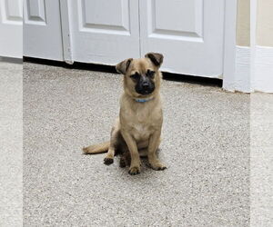 Medium Chihuahua Mix