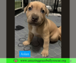 Small #6 Bulldog-Labrador Retriever Mix