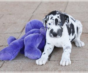 Great Dane Puppy for sale in NOCONA, TX, USA