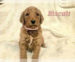 Small Photo #3 Goldendoodle Puppy For Sale in CANYON, TX, USA