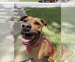 Small #13 Black Mouth Cur Mix