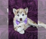 Small Photo #6 Pomsky Puppy For Sale in QUARRYVILLE, PA, USA