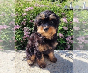 Cavapoo Puppy for sale in GILBERTSVILLE, PA, USA