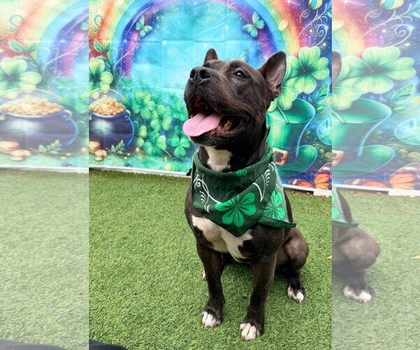 Medium Photo #7 Mutt Puppy For Sale in Pompano Beach , FL, USA