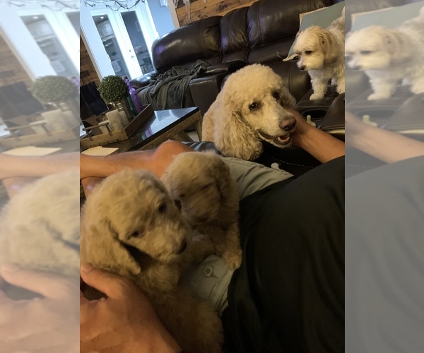 Medium Photo #18 Poodle (Standard) Puppy For Sale in TAMPA, FL, USA