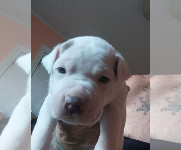 Medium Photo #4 Boxer-Unknown Mix Puppy For Sale in Mooresville, NC, USA