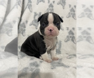 Boston Terrier Puppy for sale in CHARLOTTESVILLE, VA, USA