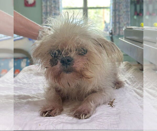 Medium Photo #1 Brussels Griffon-Unknown Mix Puppy For Sale in Benton, LA, USA