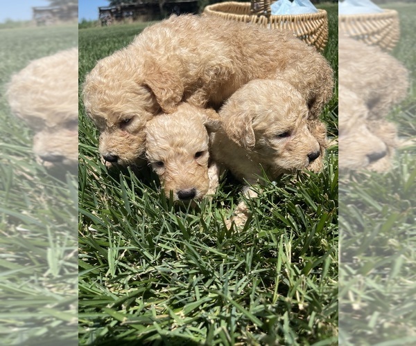 Medium Photo #1 Goldendoodle Puppy For Sale in WILEY, CO, USA